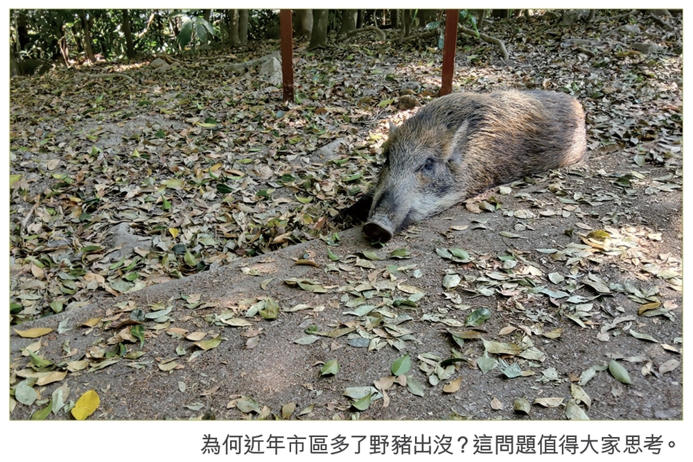 77+ 图片 野豬 新的 32 當諸事不順的香港,遇上了同病相憐的野豬| 明光社